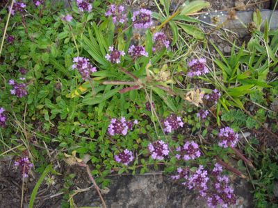 plante_aromatique