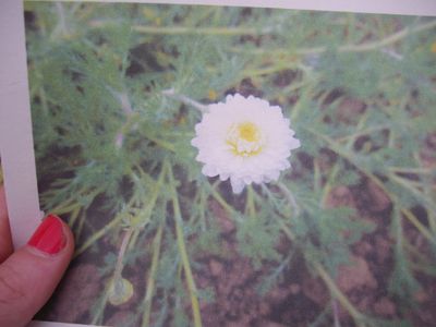plante_aromatique